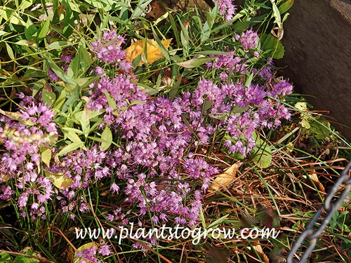 Ozawa Allium (Allium thunbergii)
(October 5)